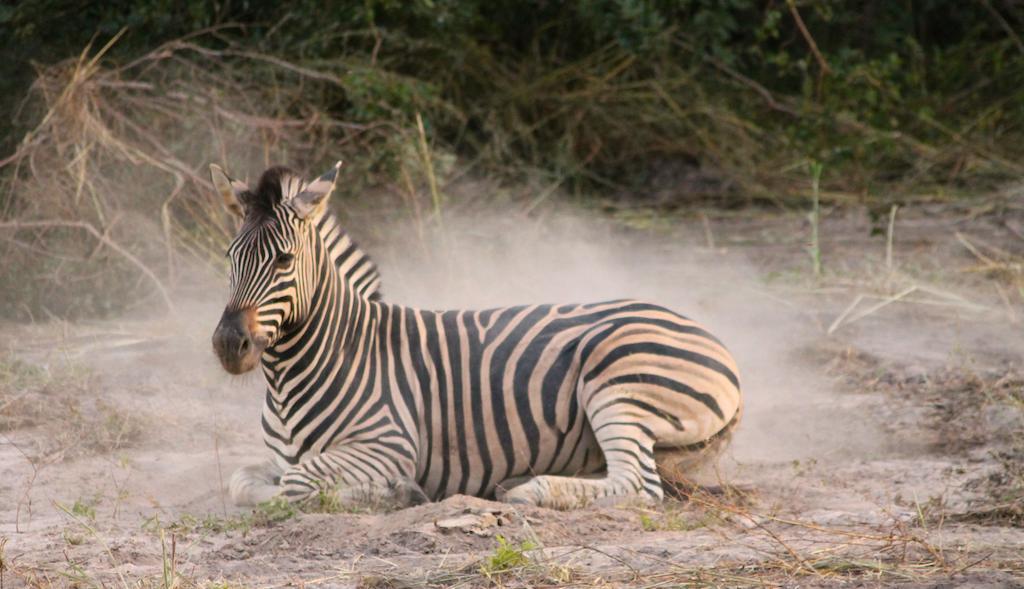 Fathala Wildlife Reserve Toubakouta エクステリア 写真