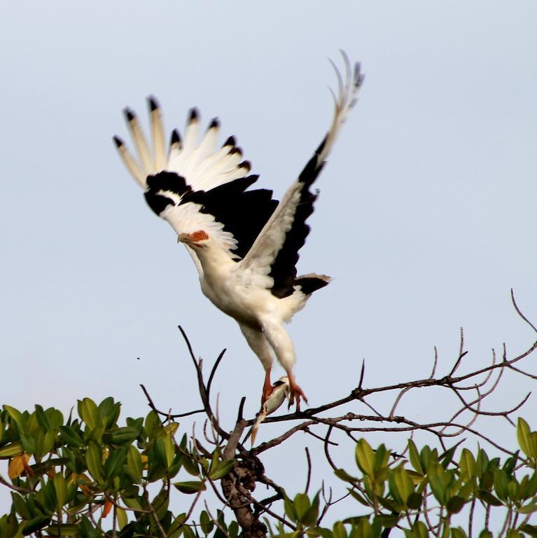 Fathala Wildlife Reserve Toubakouta エクステリア 写真