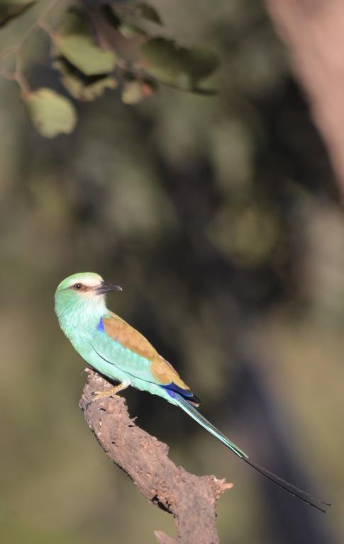 Fathala Wildlife Reserve Toubakouta エクステリア 写真