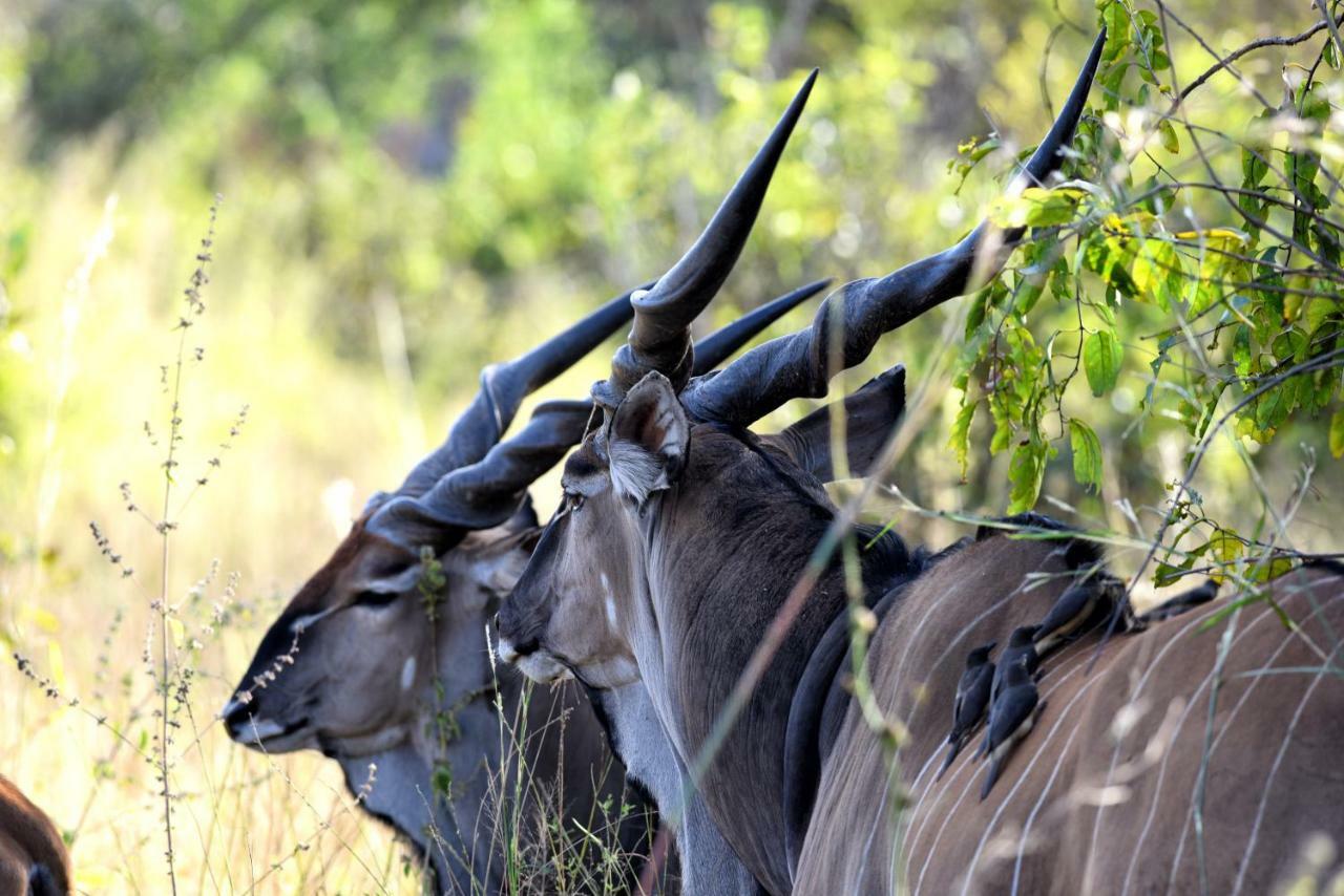 Fathala Wildlife Reserve Toubakouta エクステリア 写真