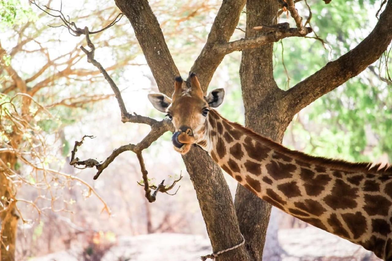 Fathala Wildlife Reserve Toubakouta エクステリア 写真